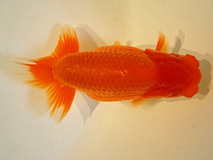 山形・宮城伊達らんちう会　取締二　佐藤哲男　仙台市
