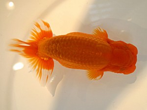 山形・宮城伊達らんちう会　立行司　和井内貴久　八戸市