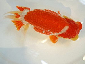 山形・宮城伊達らんちう会　取締一　大場普二　仙台市