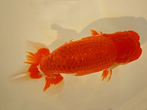 山形・宮城伊達らんちう会　取締二　田中孝俊　青森
