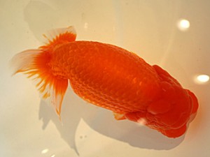 山形・宮城伊達らんちう会　松田　勝　仙台市