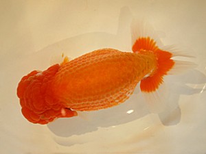 山形・宮城伊達らんちう会　西大関　高橋和敬　石巻市