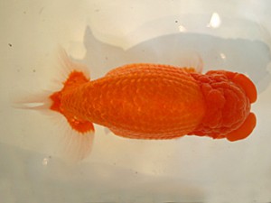 山形・宮城伊達らんちう会　立行司　光山郁雄　山形市