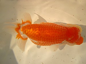 山形・宮城伊達らんちう会　取締一　高橋和敬　石巻市