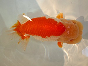 山形・宮城伊達らんちう会　取締二　高橋正範　白石市