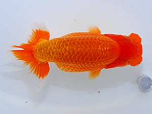 岡山錦鱗会　東大関　佐藤英朗　新居浜