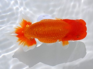 岡山錦鱗会 東勧進元　高尾昌幸　児島