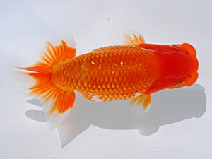 岡山錦鱗会 西勧進元　小笠原義照　寄島