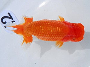 岡山錦鱗会 行司一　武下喜一　愛媛