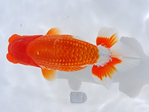 岡山錦鱗会 行司二　佐々木勝利　松山