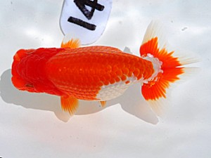 岡山錦鱗会 行司三　梁原隆夫　倉敷