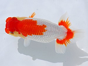 岡山錦鱗会 東脇行司　田代史郎　児島