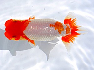 岡山錦鱗会 西脇行司　川本智洋　松山