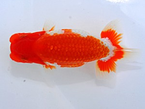 岡山錦鱗会　西大関　佐々木勝利　松山