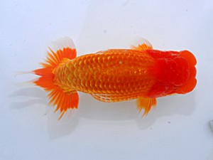 岡山錦鱗会　立行司　小野悦史　浅口