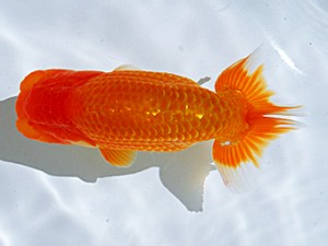 岡山錦鱗会　西取締　難波　正　玉野