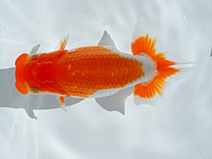 岡山錦鱗会 東関脇　三宅一共　浅口