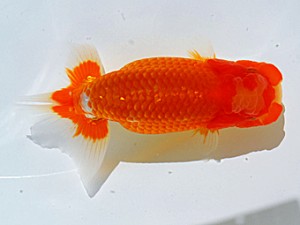 岡山錦鱗会 西関脇　森田智洋　福山