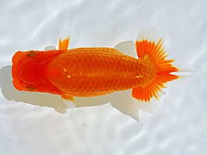 岡山錦鱗会 東小結　田渕貴利　三豊