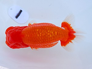 岡山錦鱗会　東大関　津島洋介　西条