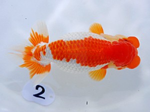 岡山錦鱗会　西大関　藤野　武　高松