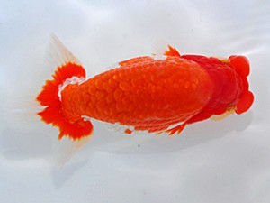 岡山錦鱗会　立行司　河合隆章　倉敷