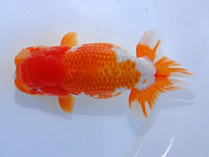 岡山錦鱗会　東取締　小川寿夫　呉