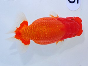 岡山錦鱗会　西取締　佐々木通広　新居浜