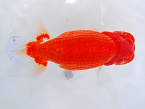 岡山錦鱗会　坂根吉広　鏡野