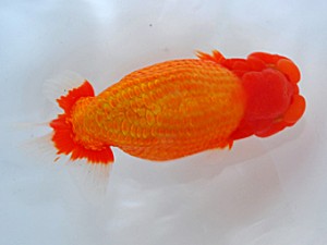 岡山錦鱗会　西大関　川村和己　高知