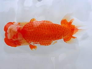 岡山錦鱗会　立行司　加藤弘志　倉敷