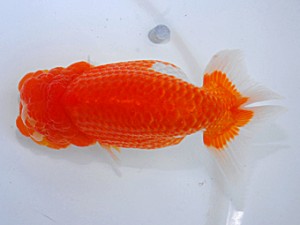 岡山錦鱗会　東取締　坂根吉広　鏡野