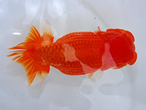 岡山錦鱗会　西取締　小山敏信　広島