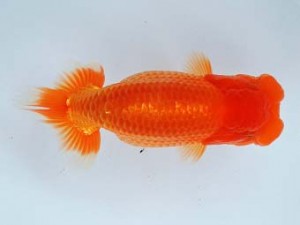 尾張優魚会　東大関　榊原英樹　武豊