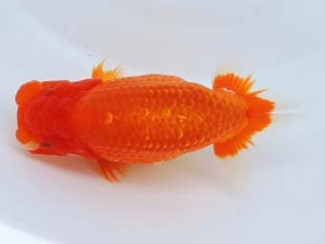 尾張優魚会　西大関　中島富士夫　石川