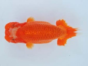 尾張優魚会　立行司　細川一郎　石川