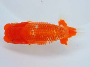 尾張優魚会　東取締　可児伊和男　高浜