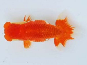 尾張優魚会　小山徹志　山梨