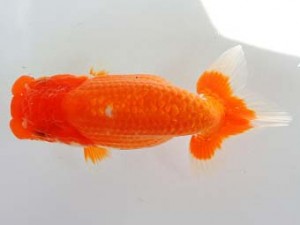 尾張優魚会　西大関　伊藤弘之　大治