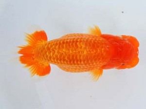 尾張優魚会　立行司　加藤安正　高浜