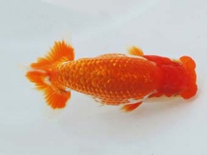 尾張優魚会　東取締　浅井　宏　弥富