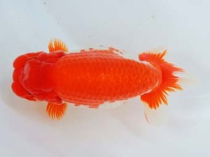 尾張優魚会　東大関　高須一三　名古屋