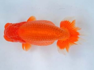 尾張優魚会　西大関　伊藤孝広　犬山