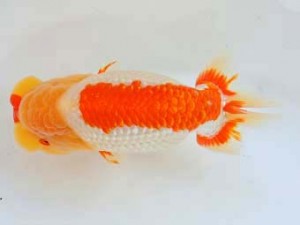 尾張優魚会　立行司　浅井　宏　弥富