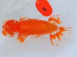 尾張優魚会　西取締　稲葉信泰　美浜