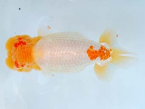 尾張優魚会　東大関　林　達夫　一宮