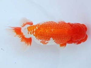 尾張優魚会　西大関　内藤洋和　高浜