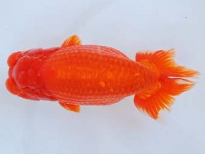 尾張優魚会　立行司　林　万貴　志摩