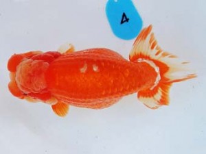 尾張優魚会　取締一　高須一三　名古屋