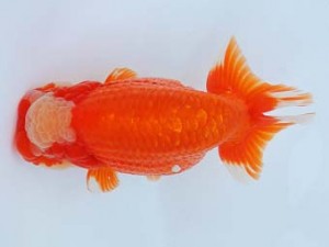 尾張優魚会　取締二　高須一三　名古屋